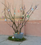  L'ALBERO di PASQUA 2014